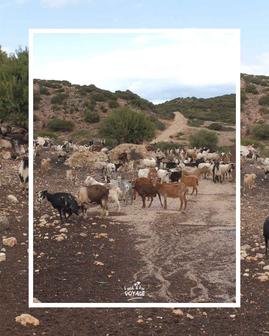 Photographie de voyage à Milos dans les Cyclades.